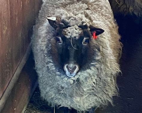 Shetland Sheep Wool, Hand Washed, White, 4 Ounces, Fiona - Etsy