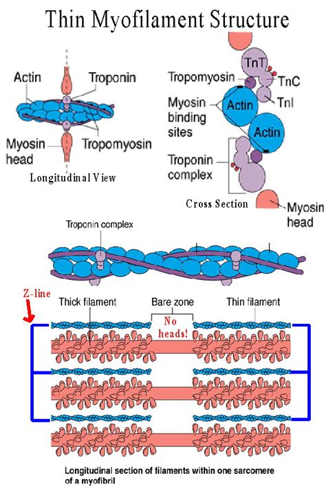 Tropomyosin; Paramyosin