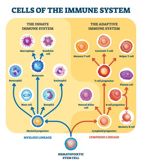 T Cells - The Definitive Guide | Biology Dictionary