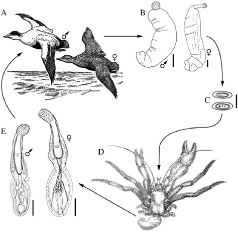 Life-cycle of the acanthocephalan Profilicollis botulus. A) Birds such ...