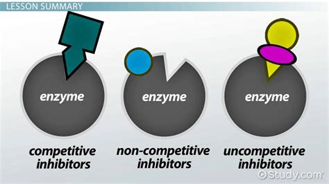 Enzyme Inhibitor: Definition & Examples - Video & Lesson Transcript ...