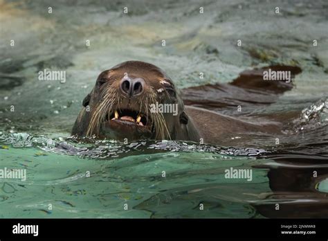 Sea Lion Swimming Stock Photo - Alamy