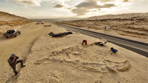 The mystery of the ancient whale fossils in Chile’s Atacama Desert ...