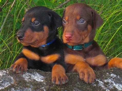 Doberman Pinscher puppies photo and wallpaper. Beautiful Doberman ...