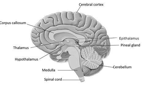 Epithalamus Diagram