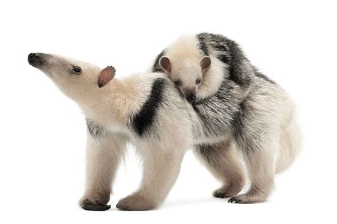 Southern Tamandua Facts - CRITTERFACTS