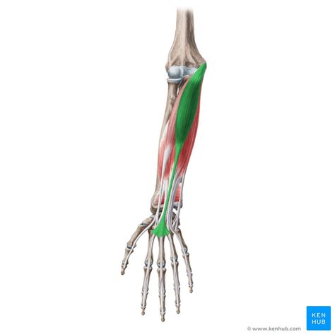 Palmaris longus: Origin, insertion and function | Kenhub