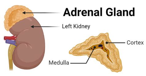 Adrenal Gland Diagram Labeled