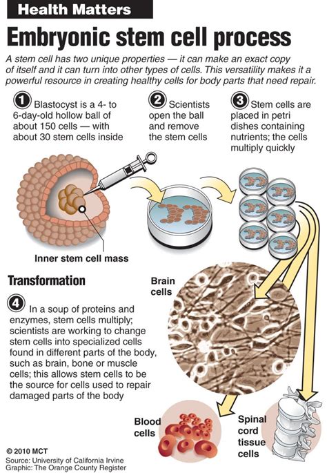 Is stem cell research ethical? | CraigDailyPress.com