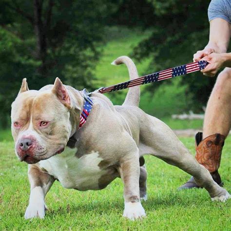 The Top XL American Bully Breeders in the World Right Now | World ...