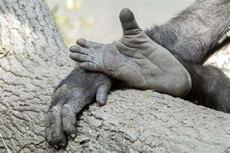 ゴリラの手と足 — ストック写真 © EBFoto #118326310