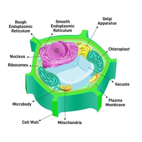 Plant Cell Parts, Functions Types Video Lesson Transcript , 60% OFF