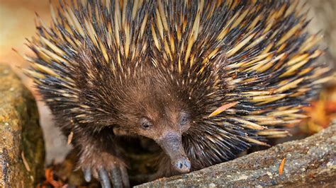 Echidna - Alchetron, The Free Social Encyclopedia