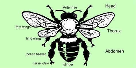 Honey Bee Anatomy: Hairy Eyeballs and Other Amazing Facts - Owlcation