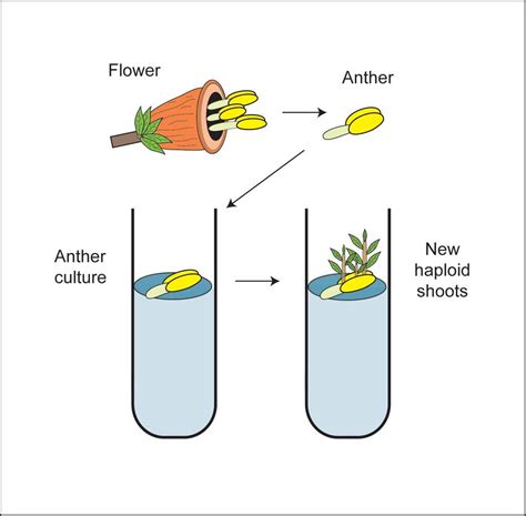 Tissue Culture Types, Anther Culture