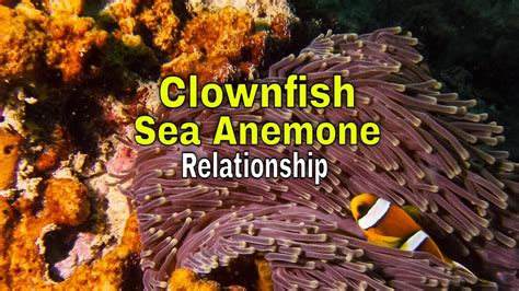 Are Clownfish And Sea Anemone Mutualism? All Answers - Chambazone.com