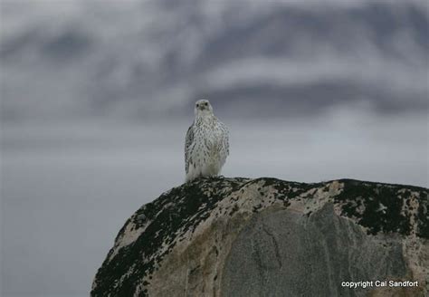 Gyrfalcon (Falco rusticolus) in Explore Raptors: Facts, habitat, diet ...