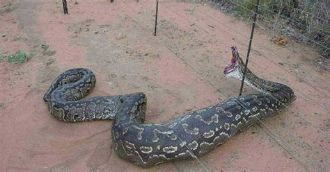 National GeoGraphics: anaconda snakes endangered