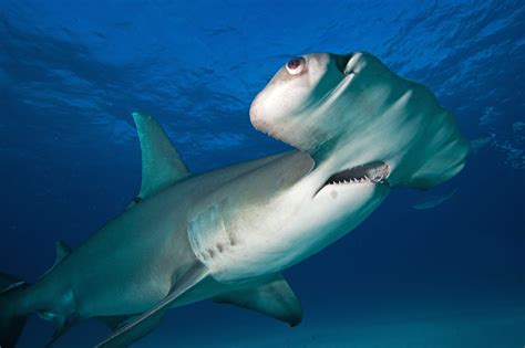 Pregnant Hammerhead Sharks Are Being Slaughtered for Their Babies' Meat ...