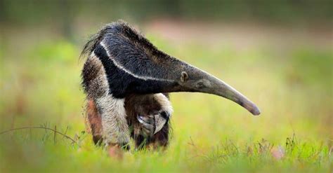 Discover 10 Types of Anteaters and How They Are Not All Alike - A-Z Animals