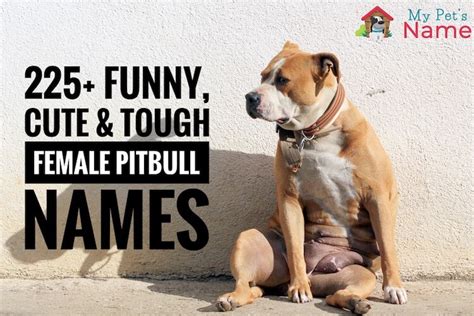 Best Female Pitbull Names: 225 Funny, Cute & Tough Ideas | My Pet's Name