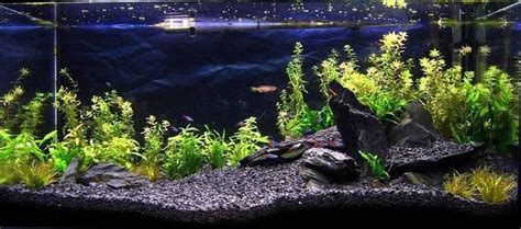 black basalt substrate | Fish tank gravel, Fish tank, Cleaning fish