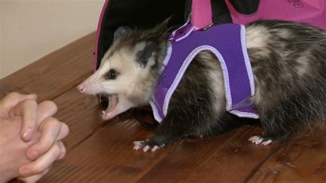 Man with pet opossum gets kicked off JetBlue flight - WWAYTV3