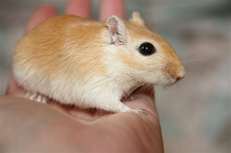 How Big Do Gerbils Get? Size | Growth Rate | Lifespan | Time Scales