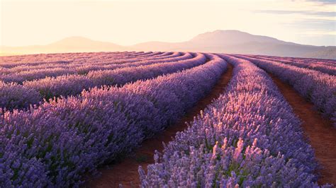 1920x1080 Lavender Fields Laptop Full HD 1080P ,HD 4k Wallpapers,Images ...