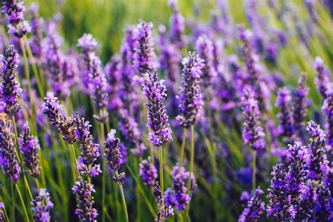 Russian Sage vs. Lavender: How Are They Different? - A-Z Animals