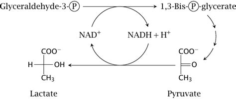 biochemistry - Is it NAD+ or NAD- or neutral NAD ? - Biology Stack Exchange