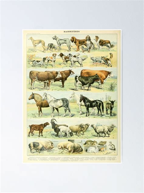 "Pets by Adolphe Millot Vintage French Domestic Mammals Poster, Animal ...