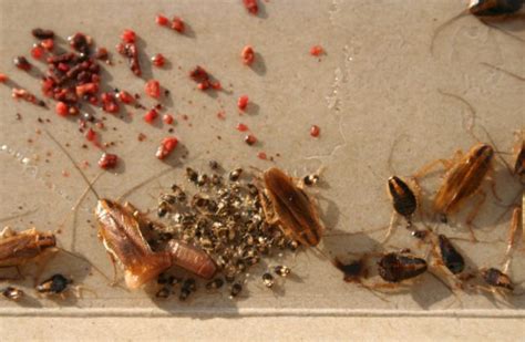 What Does A Roach Nest Look Like? (4 Ways To Avoid Them)