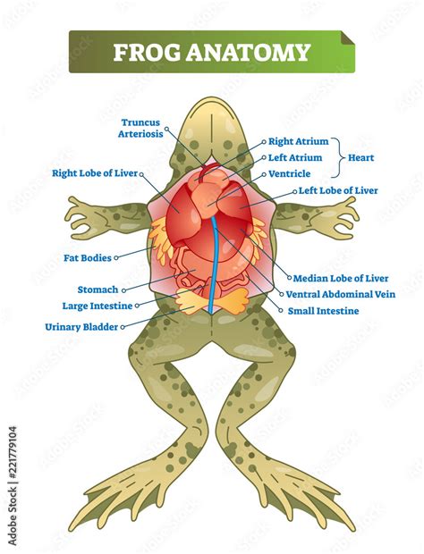 Frog anatomy labeled vector illustration scheme. Educational ...