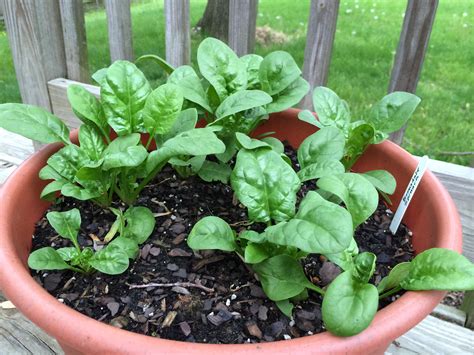 You Can Grow That: Spinach - pegplant