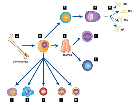 The Immune System and Primary Immunodeficiency | Immune Deficiency ...