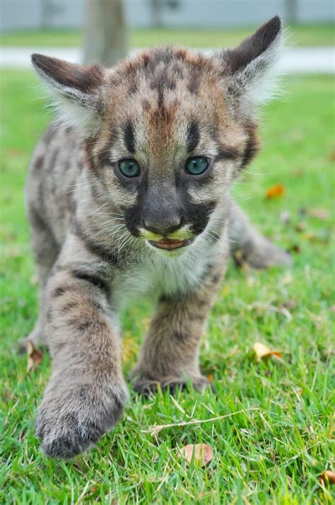 Baby Puma stock image. Image of carnivore, small, face - 32654461