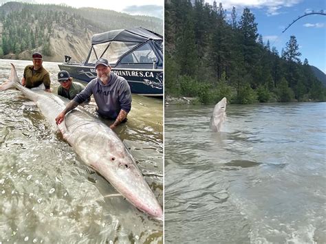 Huge 100-year-old Sturgeon Caught by Newbie Fishermen, Thrown Back in ...