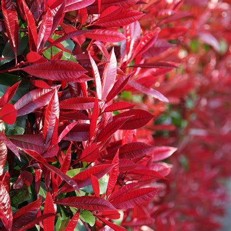 Buy photinia Photinia × fraseri Red Robin: £69.99 Delivery by Crocus