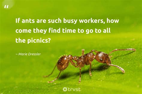 44 Ant Quotes About The Diligent Insects