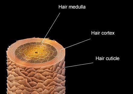 Hair Under The Microscope ( Toppik Malaysia ) - Toppik Malaysia