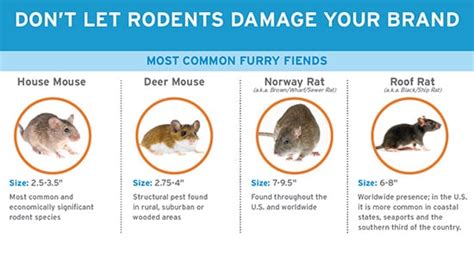 Common Types of Rodents | Ecolab