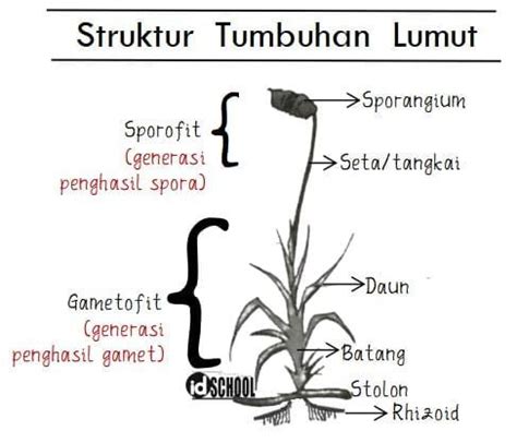 Struktur Lumut Kerak