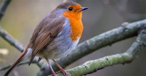 Robin Bird Facts - WikiPoint - Wiki Point