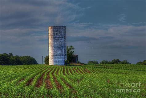 Silo in a Corn Field Photograph by Larry Braun | Pixels