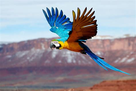 Pin by Jayne Hawker on Macaws | Parrot flying, Pet birds, Parrot pet