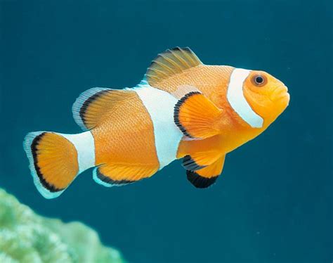 Amyloodinium ocellatum / Amphiprion ocellaris #2 | AQUASYMBIO