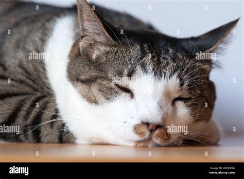 A sleeping tabby cat Stock Photo - Alamy