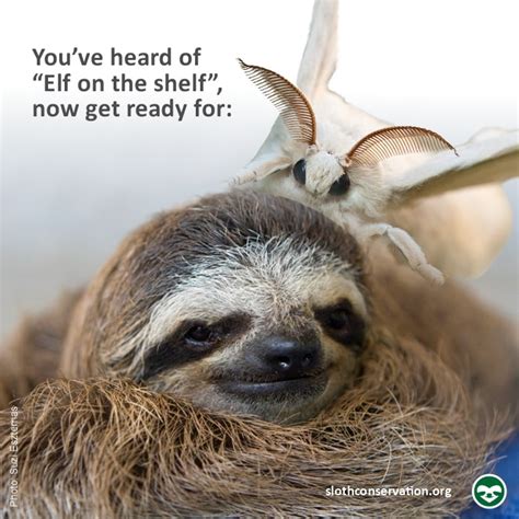 Best Sloth Memes - The Sloth Conservation Foundation