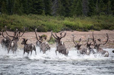 Boreal Forest Biodiversity: Caribou House - Bird Canada